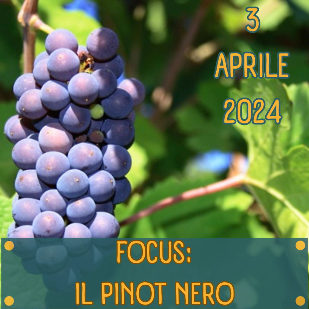 degustazione pinot nero roma