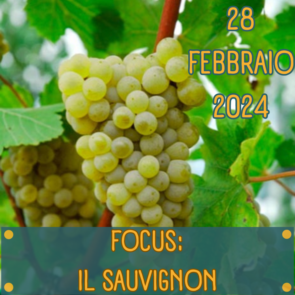 degustazione sauvignon roma