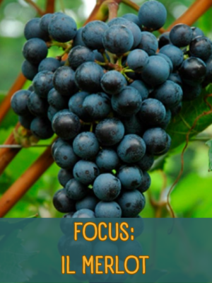 Degustazione merlot roma monteverde