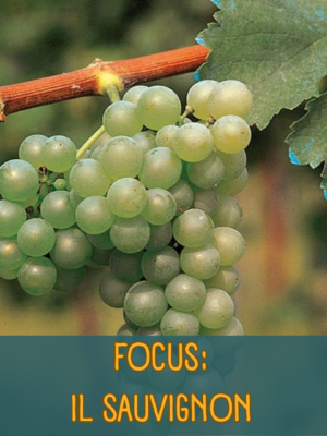 Degustazione sauvignon roma monteverde